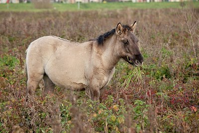 BUITEN BEELD Foto: 148624