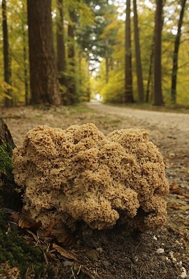 BUITEN BEELD Foto: 148648