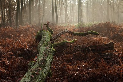 BUITEN BEELD Foto: 148695