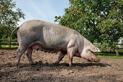BUITEN BEELD Foto: 148721