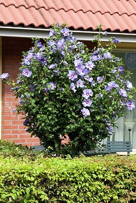 BUITEN BEELD Foto: 148742