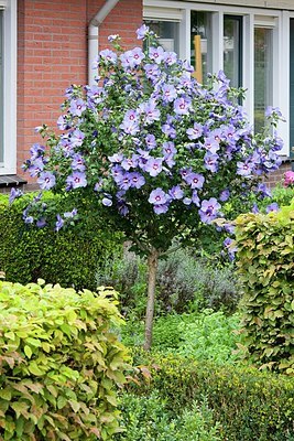 BUITEN BEELD Foto: 148743