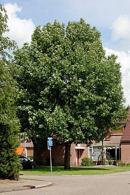 BUITEN BEELD Foto: 148749