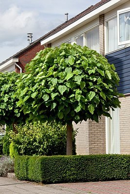 BUITEN BEELD Foto: 148750