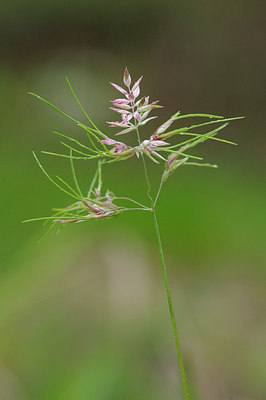 BUITEN BEELD Foto: 148849