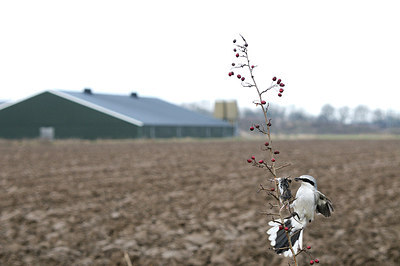 BUITEN BEELD Foto: 148851