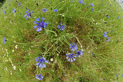 BUITEN BEELD Foto: 148853