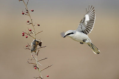 BUITEN BEELD Foto: 148855