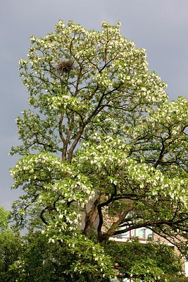 BUITEN BEELD Foto: 148872