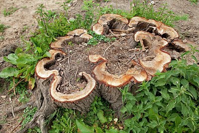 BUITEN BEELD Foto: 148876