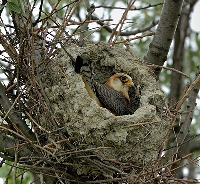 BUITEN BEELD Foto: 148881