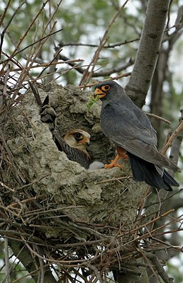 BUITEN BEELD Foto: 148884