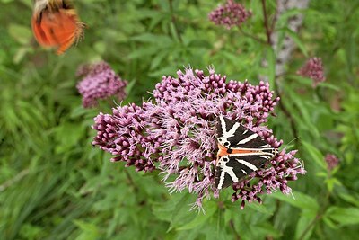 BUITEN BEELD Foto: 148912