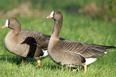 BUITEN BEELD Foto: 14011