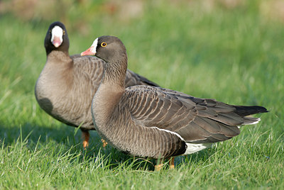 BUITEN BEELD Foto: 14012