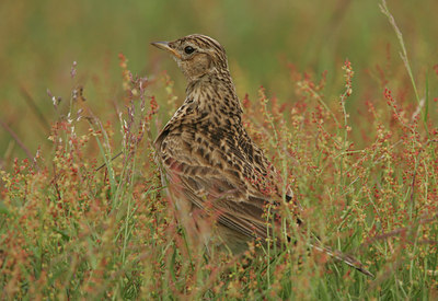 BUITEN BEELD Foto: 14071