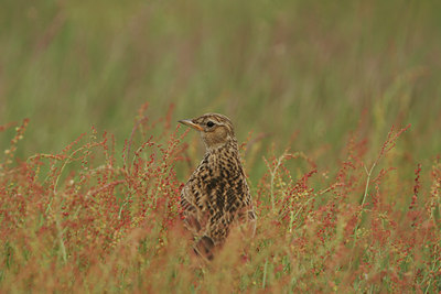 BUITEN BEELD Foto: 14079