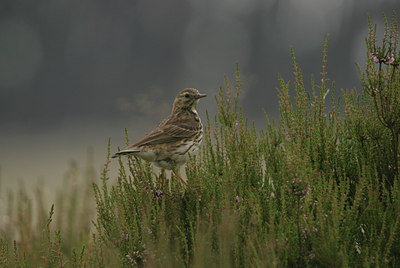 BUITEN BEELD Foto: 14085