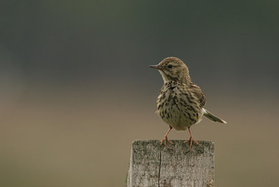 BUITEN BEELD Foto: 14090