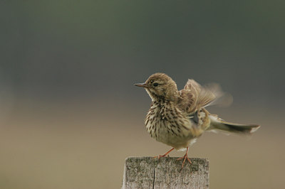 BUITEN BEELD Foto: 14091