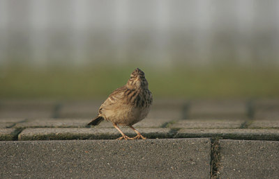 BUITEN BEELD Foto: 14092