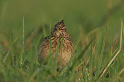 BUITEN BEELD Foto: 14099