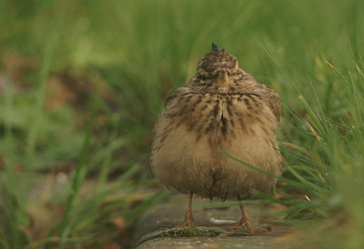 BUITEN BEELD Foto: 14101