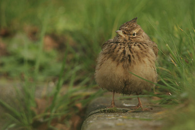 BUITEN BEELD Foto: 14102