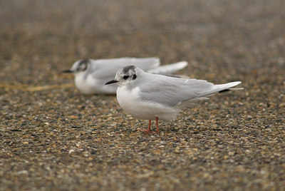 BUITEN BEELD Foto: 14118