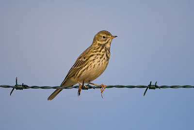 BUITEN BEELD Foto: 14130