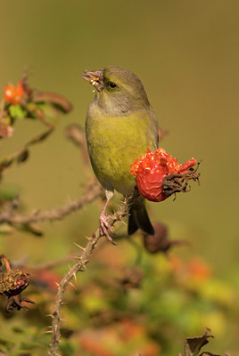 BUITEN BEELD Foto: 14132