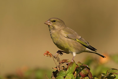 BUITEN BEELD Foto: 14134