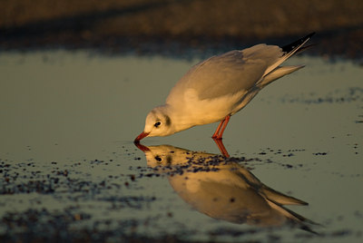 BUITEN BEELD Foto: 14144