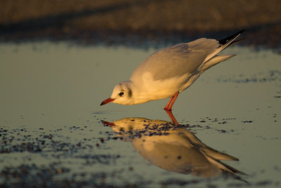 BUITEN BEELD Foto: 14145