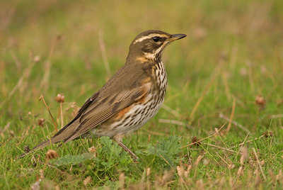 BUITEN BEELD Foto: 14146