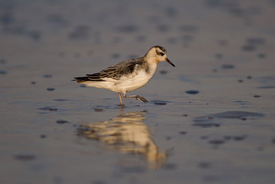BUITEN BEELD Foto: 14155