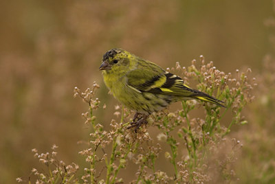 BUITEN BEELD Foto: 14162