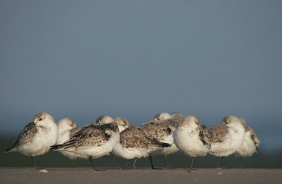 BUITEN BEELD Foto: 14187