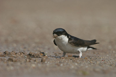 BUITEN BEELD Foto: 14222