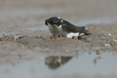 BUITEN BEELD Foto: 14223