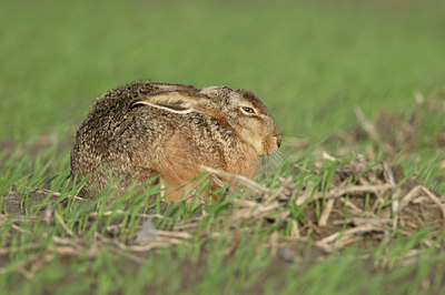 BUITEN BEELD Foto: 14317