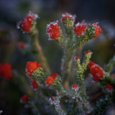 BUITEN BEELD Foto: 14318