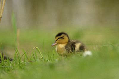 BUITEN BEELD Foto: 14324