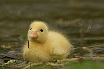 BUITEN BEELD Foto: 14325