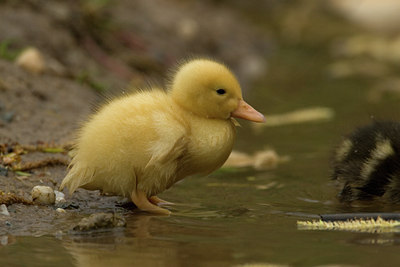 BUITEN BEELD Foto: 14326