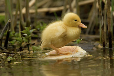 BUITEN BEELD Foto: 14327