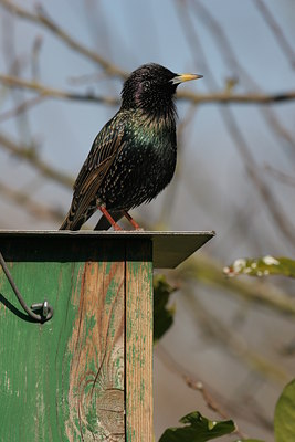 BUITEN BEELD Foto: 14344