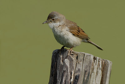 BUITEN BEELD Foto: 14350