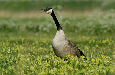 BUITEN BEELD Foto: 14352