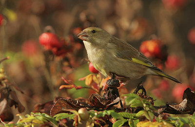 BUITEN BEELD Foto: 14421